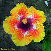Tahitian Lion King